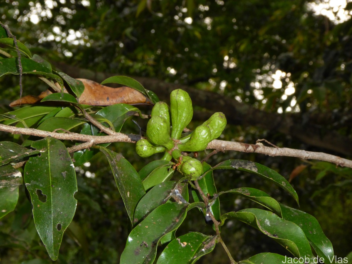 Xylopia nigricans Hook.f. & Thomson
